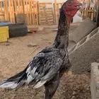 للبي ديكه ثلاث اللون رصاصي