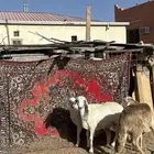 ضحايا مشكل من 1000 الي 1850