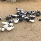 حمام زاجل