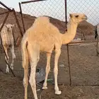 بكره لبانيه على حليب امه