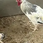 ديكه فرنسيه