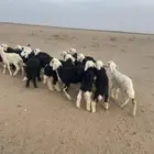 بهم نجد