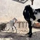 عنز ثنيه والد