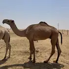قعود