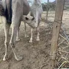 الحصينيه