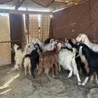 جفار بفحلها