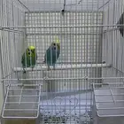 للبيع طيور