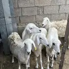 ضان للبيع