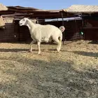 رخل للبيع