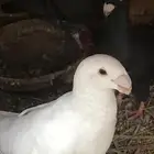 ذكر وانثتين هومر