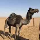 أبل للبيع على السوم