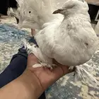 شماسي ( كفيفه )