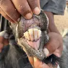 تيس عارضي طيب