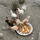 دجاج للبيع العدد 8