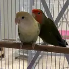 زوج روز منتج