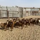 طليان حرية وتيوس بلدي