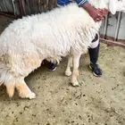 طلي جبر وكفووو