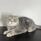 قط ذكر للتزاوج (سكوتش فولد) نوعية ممتازة Scottish Fold