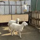 رخال سمان تم البيع