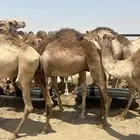 قعدان مستورد حاشي 2850