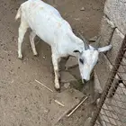 عناق و تيس للبيع