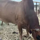 ثور أحمر طيب للبيع