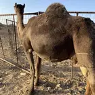لقحه ملاقي تبي تلد مجموع بالحليب منوت القاني الحد8300