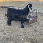تيس عاضي