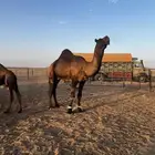 فحل مجاهيم شرط ضراب وعشار