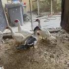 ذكور بط مصري