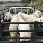 للبيع خرفان كفوو