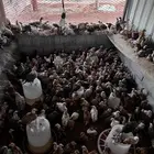 دجاج بلدي