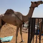 للبيع حمرا هجن مفرود ولدها منها نظيفه وديسها نظيف تصلح ضير