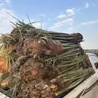 نخيل مثمر للبيع مع التوصيل والغرس بالموقع