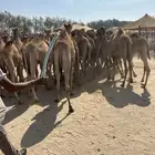 حاشي قعدان مفاريد 4000