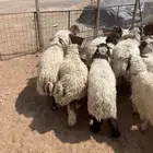مفاطيح وثلاجه