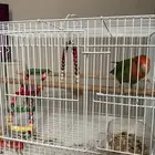 طير روز أليف