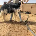 فحل خصم الخصم