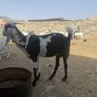ماعز دفيع