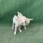 ماعز قزم امريكي تشيكي