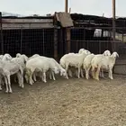 ضان ورخال مراح صغار سن