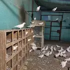 حمام فرنسي زوج