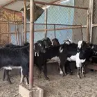 تيوس ف ل شحم