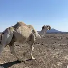 جمل اشقح للبيع سنه شاق