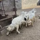 4 خرفان ورخل اسنانها جذعان