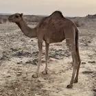 بكره طيبه للبيع