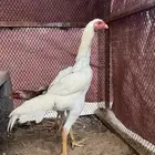 دجاج ياباني