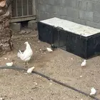 دجاجه مفرخه بيض