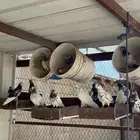 حمام باكستاني