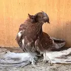 طبه بخارة ريد اش